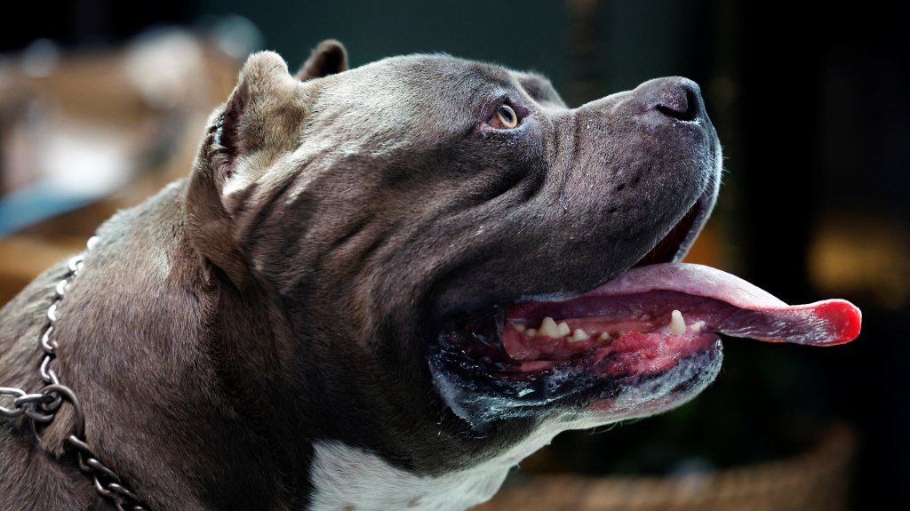 EL PERRO AMERICAN BULLY XL ES PROHIBIDO EN REINO&nbsp;UNIDO