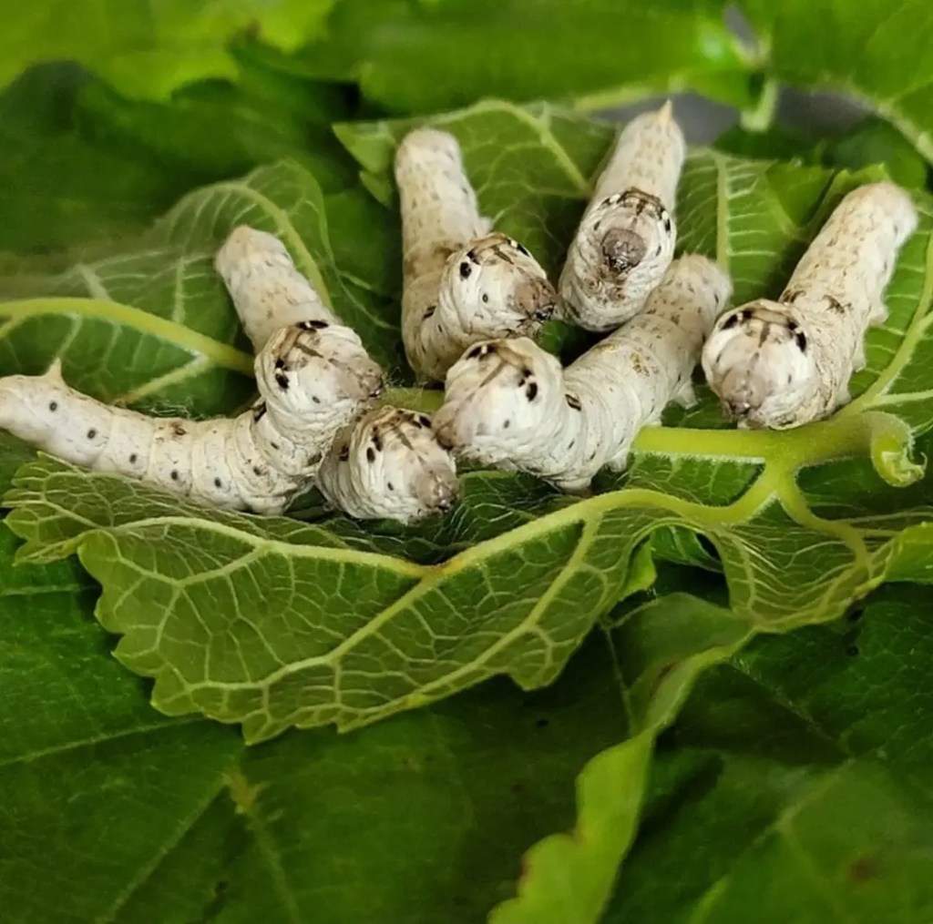 El impacto transformador del gusano de seda en la industria&nbsp;textil