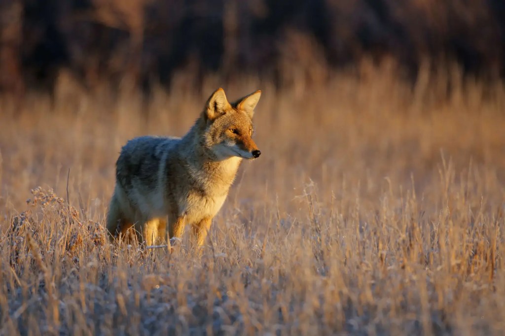 Guardianes invisibles del desierto: los&nbsp;coyotes