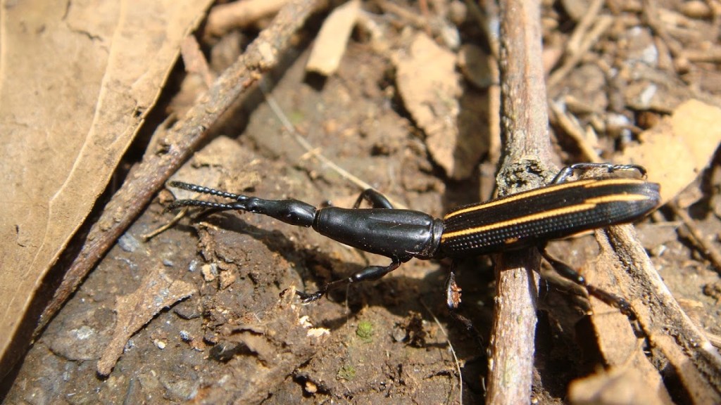 Gorgojo de hocico recto: un insecto que puede llegar a medir 26 veces mas que un ejemplar&nbsp;pequeño