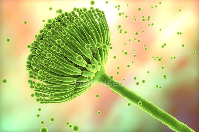 ¿LOS HONGOS PODRÁN TRANSMITIRNOS&nbsp;ENFERMEDADES?