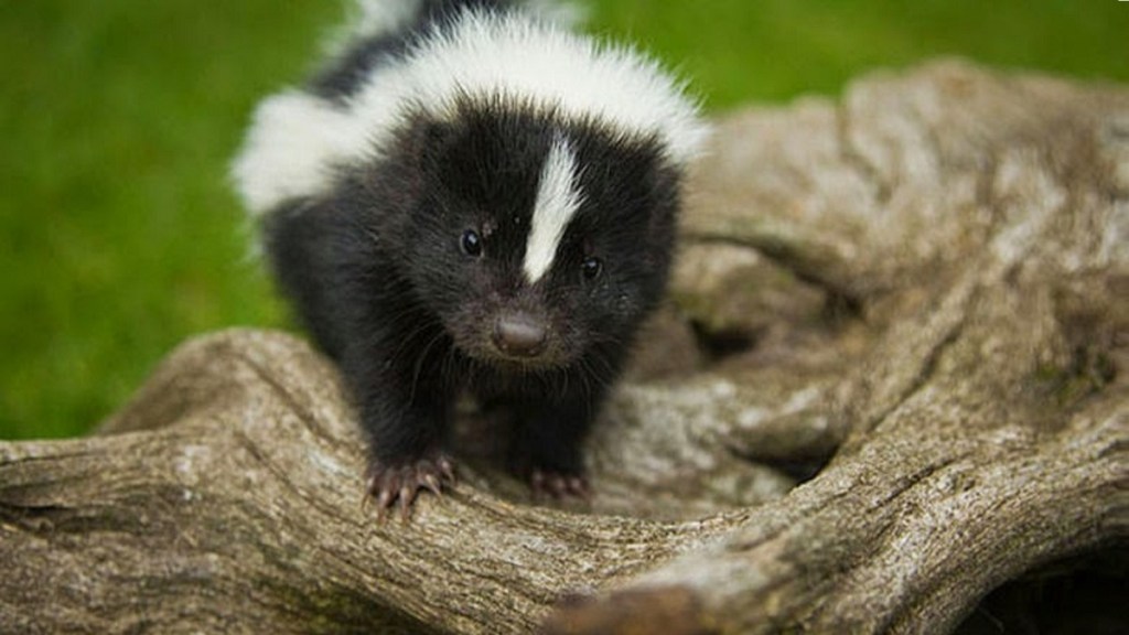 El Encantador Zorrillo: Comprendiendo el Papel y los Mitos de Este Pequeño&nbsp;Mamífero