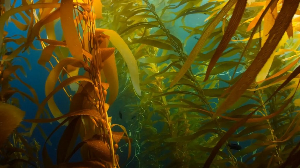 El valor de las algas en la&nbsp;cocina.